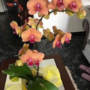 Meet your Posher, Annielys